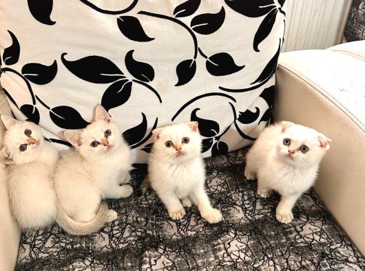 Ayı Surat Efsane Tatlılıkta Kaliteli Yavrularım görsel