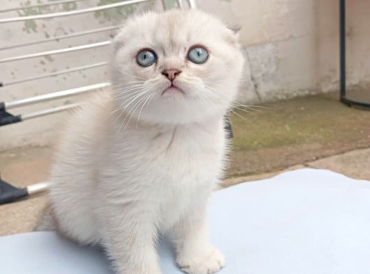 Ayı Surat Efsane Tatlılıkta Kaliteli Yavrularım görsel