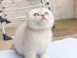 Ayı surat efsane tatlılıkta kaliteli yavrularım