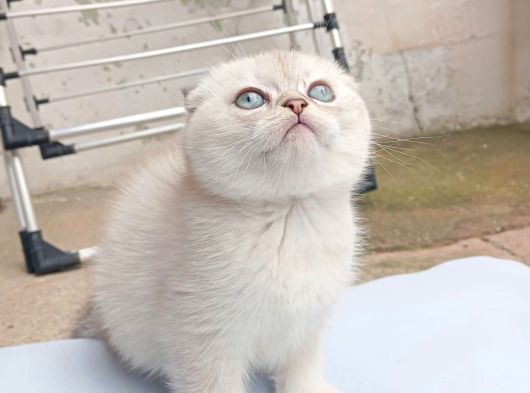 Ayı Surat Efsane Tatlılıkta Kaliteli Yavrularım