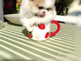 Teacup Parti̇kolor Prenses