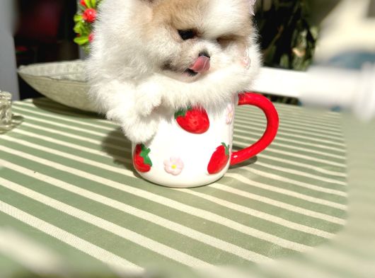 Teacup Parti̇kolor Prenses görsel