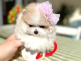 Teacup Parti̇kolor Prenses