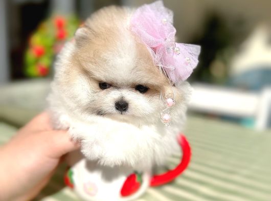 Teacup Parti̇kolor Prenses görsel