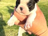Frenchbuldog Renk Çeşitleriyle