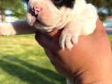 Frenchbuldog Renk Çeşitleriyle