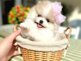 TEACUP PARTİKOLOR PRENSES