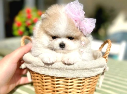 Teacup Parti̇kolor Prenses görsel