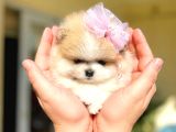 Teacup Parti̇kolor Prenses