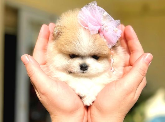 Teacup Parti̇kolor Prenses görsel