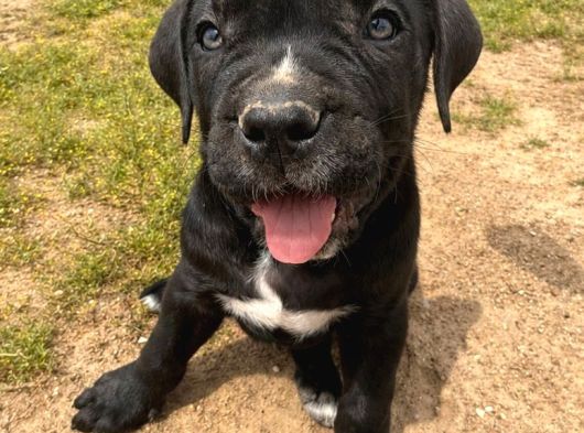 Safkan Cane Corso Güçlü Kan Hattı - Özenle Yetiştirildi