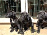 Safkan Cane Corso Güçlü Kan Hattı - Özenle Yetiştirildi