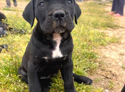 Safkan Cane Corso Güçlü Kan Hattı - Özenle Yetiştirildi görsel