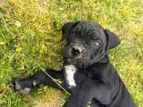Safkan Cane Corso Güçlü Kan Hattı - Özenle Yetiştirildi