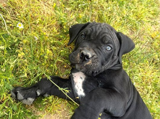 Safkan Cane Corso Güçlü Kan Hattı - Özenle Yetiştirildi görsel