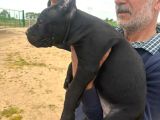 Safkan Cane Corso Güçlü Kan Hattı - Özenle Yetiştirildi