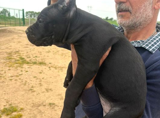 Safkan Cane Corso Güçlü Kan Hattı - Özenle Yetiştirildi görsel