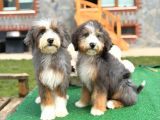Nadir Renk Blue Merle Tricolor Bernedoodle Yavrular