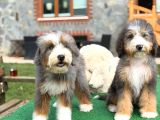 Nadir Renk Blue Merle Tricolor Bernedoodle Yavrular