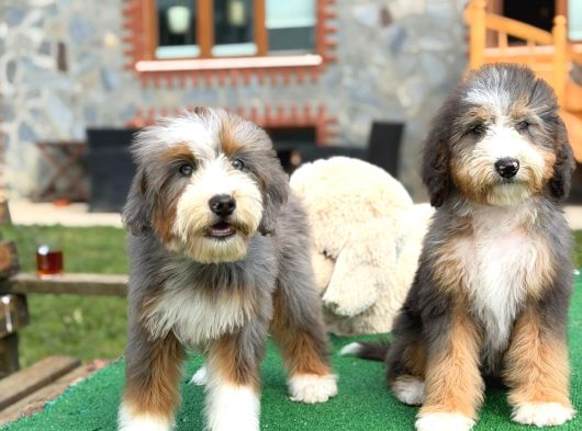 Nadir Renk Blue Merle Tricolor Bernedoodle Yavrular görsel