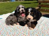 Mini Bernedoodle Yavrular Yeni Ailelerini Arıyor