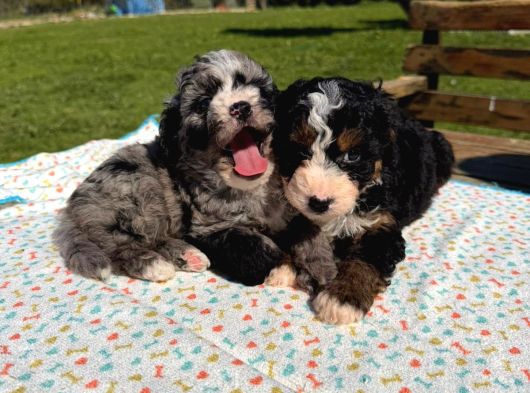 Mini Bernedoodle Yavrular Yeni Ailelerini Arıyor görsel