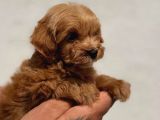 Mini Boy Elite Maltipoo bebekler