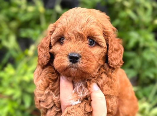 Korea maltipoo bebeklerimiz sağlık garnatili