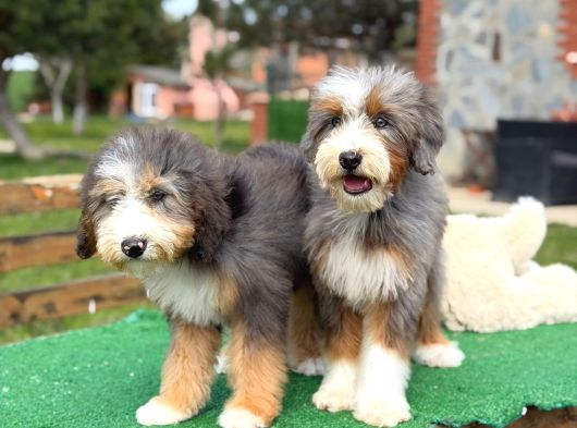 Nadir Renk Blue Merle Tricolor Bernedoodle Yavrular görsel