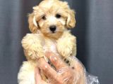SAFKAN MALTİPOO BEBEKLER