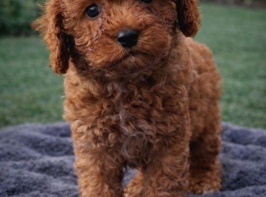Zeki̇ Sevgi̇ Dolu Çok Eğlenceli̇ Toy Poodle Yavrular görsel