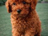 Zeki̇ Sevgi̇ Dolu Çok Eğlenceli̇ Toy Poodle Yavrular