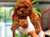 Red ToyPoodle bebekler Mağazamız Güvencesiyle sizlerle