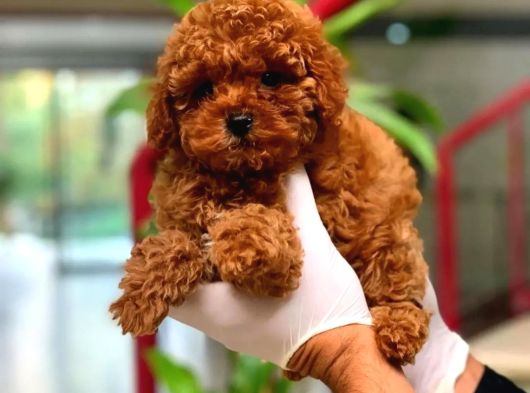 Red Toypoodle Bebekler Mağazamız Güvencesiyle Sizlerle