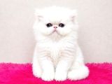 Doll Face Show Kalite İran Persian