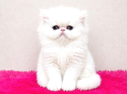 Doll Face Show Kalite İran Persian görsel