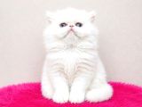 Doll Face Show Kalite İran Persian