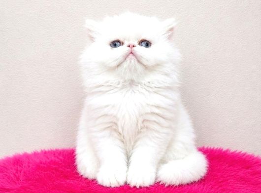 Doll Face Show Kalite İran Persian görsel