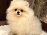 Pomerri̇an Boo Sevi̇mli̇ Yavrular