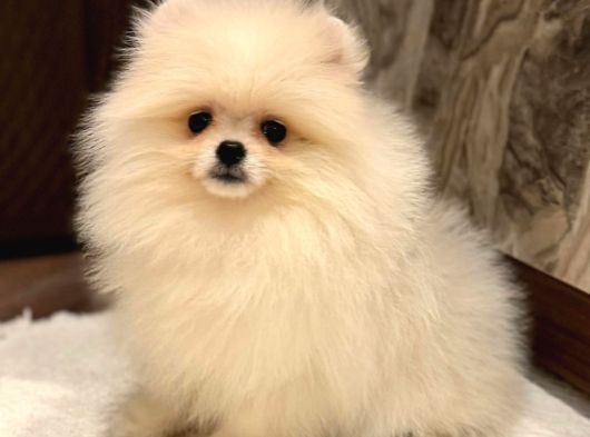 Pomerri̇an Boo Sevi̇mli̇ Yavrular görsel