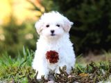 Kar Beyaz Maltese Terri̇er Ci̇nsleri̇