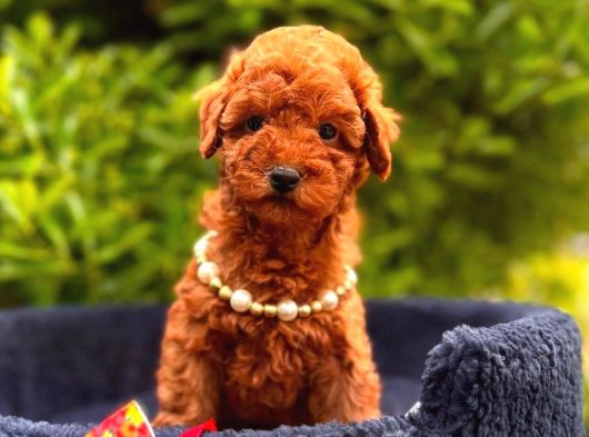 Toy Poodle Sevi̇mli̇ Yavrular Ev Üreti̇mi̇