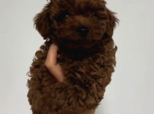 Toy Poodle Sevi̇mli̇ Yavrular Ev Üreti̇mi̇ görsel