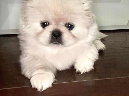 Sevgi dolu oyuncu ve insan canlısı bir Morkie yavrusu