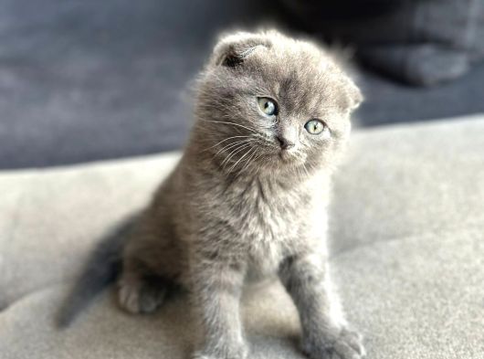 Biblo Bebek Scottish Fold Top Kafa görsel