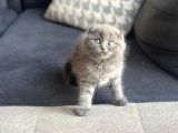 Biblo bebek scottish fold top kafa