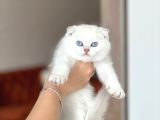 IRKININ EN İYİSİ SOSYAL SEVECEN SCOTTİAH FOLD