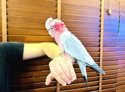 Full Evci̇l Eği̇ti̇mli̇ Gül Kakadu Papağanimiz görsel