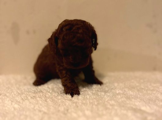 Kore Mikro Ve Teacup Bebekler Dark görsel
