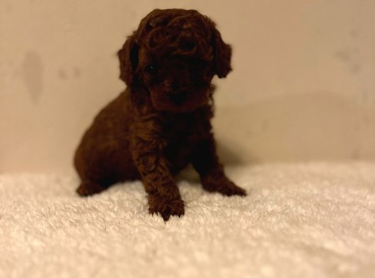 Kore Mikro Ve Teacup Bebekler Dark